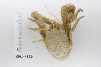 Media type: image;   Invertebrate Zoology CRU-4533